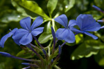 Indigo Flowers and Flower Buds