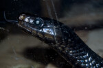 Indigo Snake