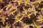 Coleus Plants