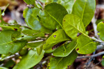 Inkwood (Exothea paniculata) Leaf Underside