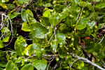 Inkwood (Exothea paniculata) Leaves