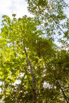 Inkwood (Exothea paniculata) Tree