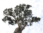 Insignis Pine