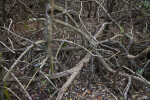 Intermingled Mangrove Roots