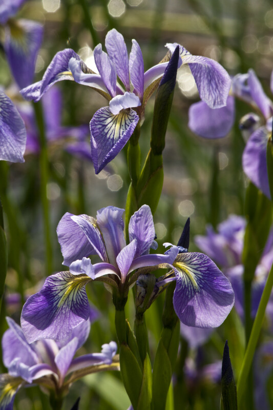 Iris Buds & Flowers