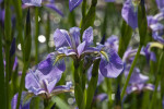 Iris Flower Close-Up