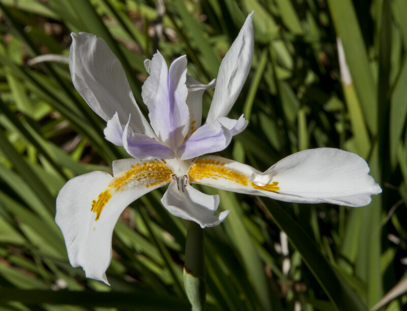 Iris Flower with Shades of White, Purple, and Yellow