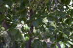 Island Mountain Mahogany Leaves