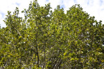 Island Oak Branches