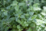 Italian Oregano