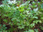 Italian Parsley Plant