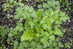 Italian Parsley