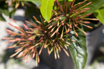 Ixora 'Maui' Buds