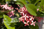 Ixora 'Maui' Flowers