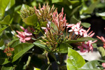 Ixora 'Maui'