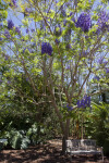 Jacaranda cuspidifolia Tree