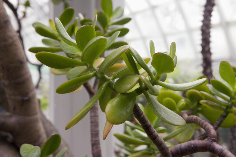 Jade Plant (Crassula argentea)