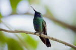 Jamaican Mango Hummingbird on a Branch