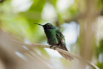 Jamaican Mango Hummingbird Ruffled