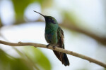 Jamaican Mango Hummingbird