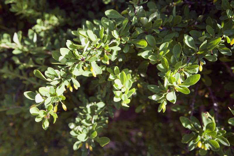 Japanese Barberry Leaves