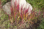 Japanese Blood Grass