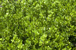 Japanese Boxwood at the Kanapaha Botanical Gardens