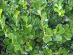 Japanese Boxwood Leaves