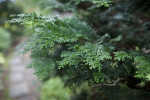 Japanese Cypress Leaves