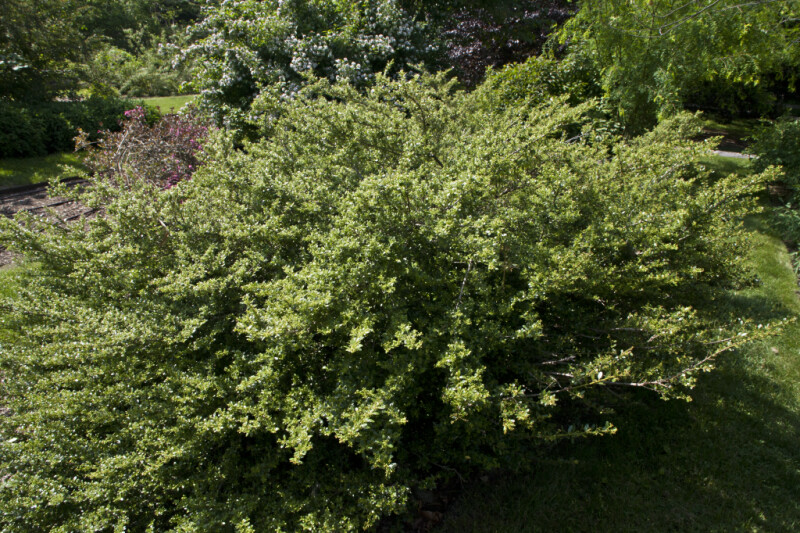 Japanese Holly at the Arnold Arboretum of Harvard University