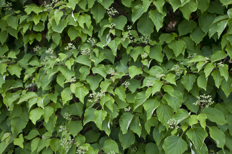 Japanese Hydrangea Vine Buds at the Arnold Arboretum of Harvard University