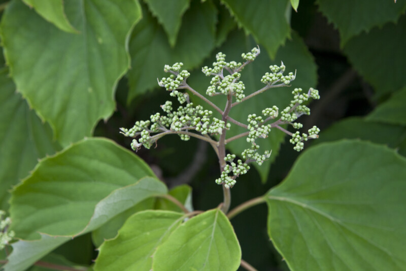 Japanese Hydrangea Vine Buds