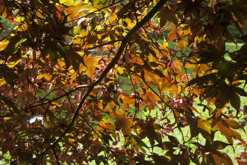 Japanese Maple Branches With Leaves and Samaras