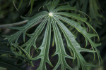 Jatropha Leaf Close-Up