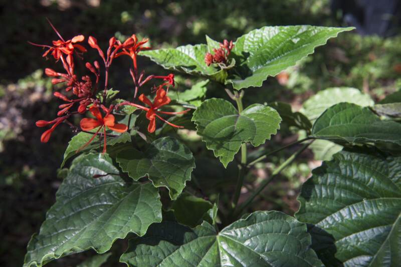 Java Glory Clerodendrum Leaves and Flowers