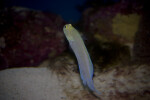 Jawfish