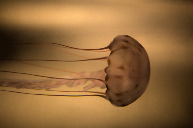 Jellyfish at the New England Aquarium