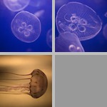 Jellyfish photographs