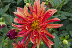 "Jescot Julie" Hybrid Dahlia