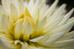 "Junior" Semi-Cactus Dahlia