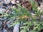 Juniper Branch