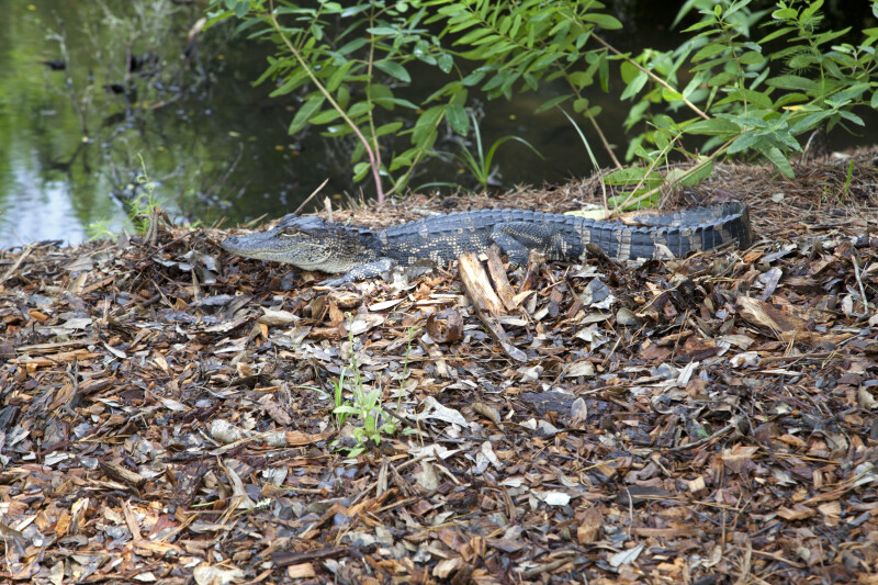 Juvenile American Alligator in Mulch