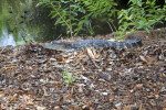 Juvenile American Alligator in Mulch