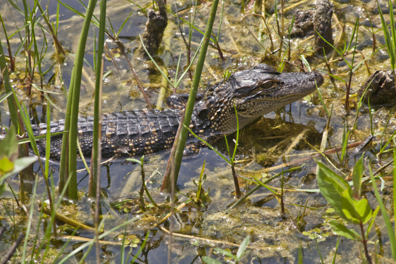 Juvenile American Alligator in Shallow Water