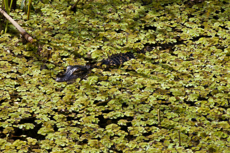 Juvenile American Alligator Swimming Through Dense, Aquatic Vegetation