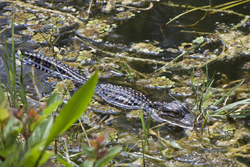 Juvenile American Alligator Swimming Through Plants