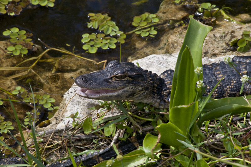 Juvenile American Alligator with its Mouth Open