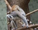 Juvenile and Adult Ring-Tailed Lemurs