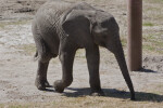 Juvenile Elephant