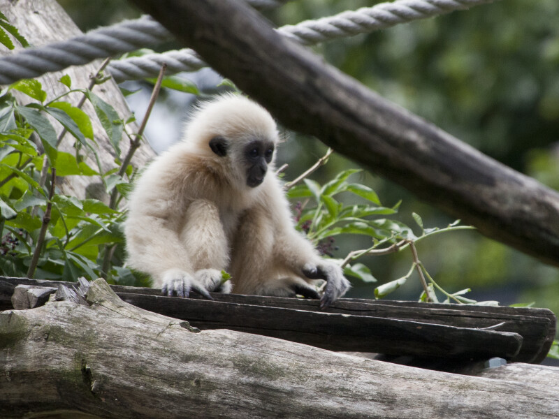 Juvenile White-Handed Gibbon
